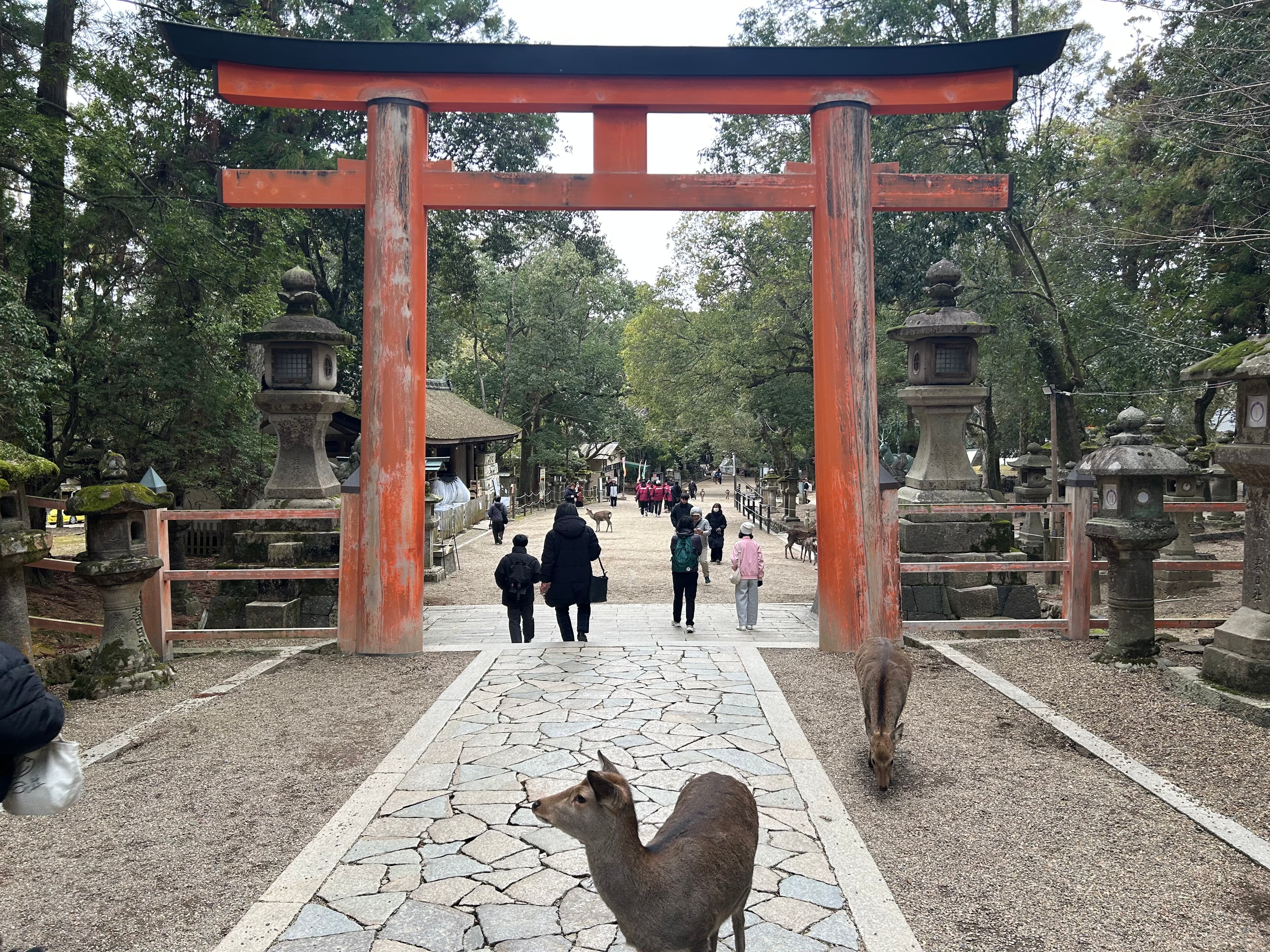 Nara - 08 de Enero - 7